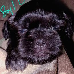 Boy 1 D - Black male Shih Tzu puppy in Buxton, Maine from Shih Tzu Junction