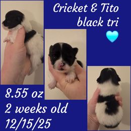 Boy 2 - Tri-colored male Pomeranian puppy in Creswell, North Carolina from Grace's Poms🐾💕