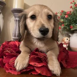 Puppy 5 - Cream female Dachshund puppy in Perryville, Maryland from Heavenly Heritage Dachshunds and Doods