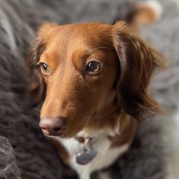 Millie - Dachshund