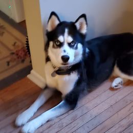 Siberian Huskies from April's Siberian Huskies
