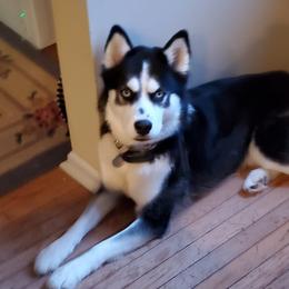 Siberian Huskies from April's Siberian Huskies