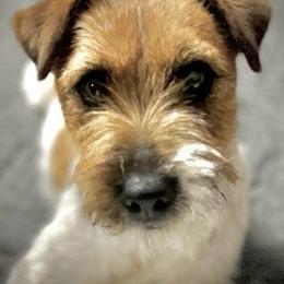 Stormy - Russell Terrier