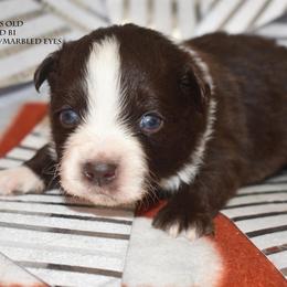 Kader - Red & white male Miniature Australian Shepherd puppy in Patterson, North Carolina from DreamLine Aussies
