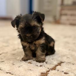Pippa - Black and tan female Yorkshire Terrier puppy in Blackfoot, Idaho from Top Knot Yorkies of Idaho