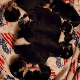 Girl 4 - Pembroke Welsh Corgi puppy in Oklahoma from Smiths Companions