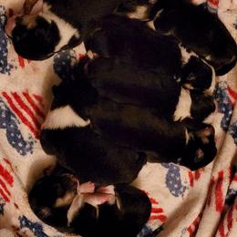 Girl 4 - Pembroke Welsh Corgi puppy in Oklahoma from Smiths Companions