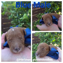 Blue - Red  male Goldendoodle puppy in Upland, California from Hartman Goldendoodles