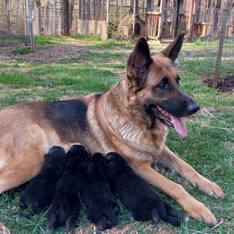 German Shepherd Puppies from Cobyco