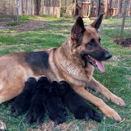 German Shepherd Puppies from Cobyco