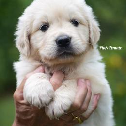 Pink - Light golden female Golden Retriever puppy in Hagerstown, Maryland from Pinewood Acres Goldens