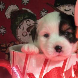 Aussiedoodles, Australian Shepherds, Miniature American Shepherds, and Sporty Mixes from Heart2Heart Pups LLC