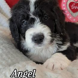 Angel - Black and white female Bernedoodle puppy in Shiloh, Georgia from Doodle Mountain