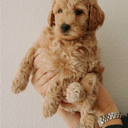 Goldendoodle Puppies from Patton Doodles
