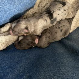 Toy Australian Shepherd puppies from West Coast Toy Aussies