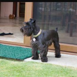 Elenor - Miniature Schnauzer