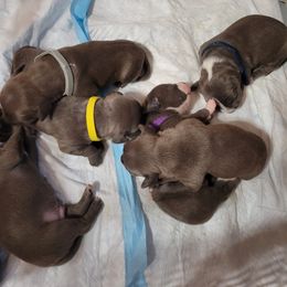 American Staffordshire Terrier Puppies from Niyomis Pups