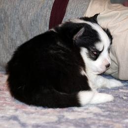 Tonka Blue Eyed Boy - Black and white male Pomsky puppy in Frazeysburg, Ohio from Mountain High Kennels