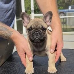 French Bulldog Puppies from Reds Frenchies