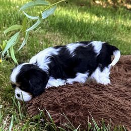 Cavalier King Charles Spaniels from Feray Valoir cavaliers