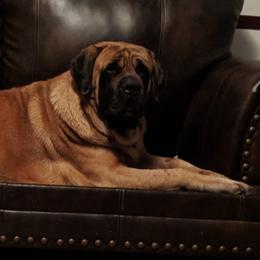 Mastiff All Grown Up from Cedarhills