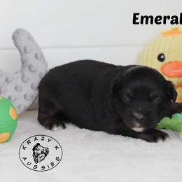 Emerald - Pending Purchase - Black tri female Miniature Australian Shepherd puppy in Garden Plain, Kansas from Krazy K Aussies