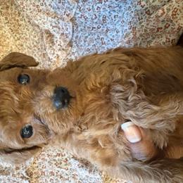 Legacy - Red  male Poodle puppy in Utica, Ohio from Poodle Me Crazy