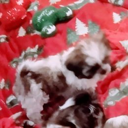 Chip - Brown and white male Shichon puppy in Brainerd, Minnesota from Angie’s Teddy Bear Puppies Minnesota