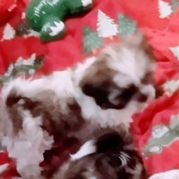 Chip - Brown and white male Shichon puppy in Brainerd, Minnesota from Angie’s Teddy Bear Puppies Minnesota