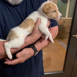 Dasher - Smooth Collie - White male Collie puppy in Lonoke, Arkansas from Colley Collies