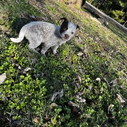 Australian Cattle Dog Puppies from Twisted C Heelers
