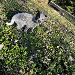 Australian Cattle Dog Puppies from Twisted C Heelers