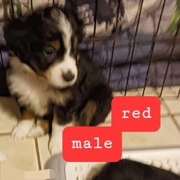 Red - Black tri male Miniature Australian Shepherd puppy in Middleburg, Florida from Dog Father Kennels