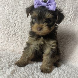 Yorkshire Terrier Puppies from Tiffanys Yorkies