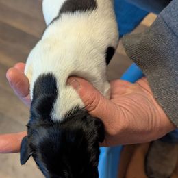 Boy 1 - Liver and white German Shorthaired Pointer puppy in Appleton, Wisconsin from Kay Quaintance's German Shorthaired Pointers