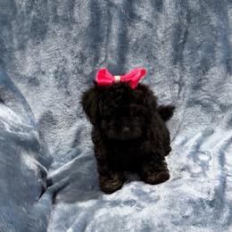 Sandy - Black female Havapoo puppy in Tennessee Colony, Texas from Poodle an Doodles 3:16