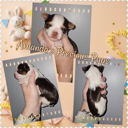 Chocolate parti boy - Chocolate, tan and white male Yorkshire Terrier puppy in Wartburg, Tennessee from Amanda's Precious Pups