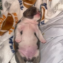 French Bulldog Puppies from Frenchie Wednesdays