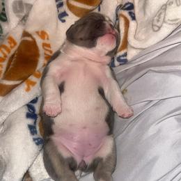 French Bulldog Puppies from Frenchie Wednesdays