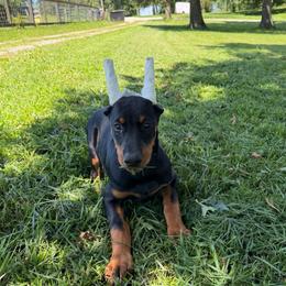 Daphne (Purple Collar) - Black and rust female Doberman Pinscher puppy in Centralia, Missouri from TopSpots Farm
