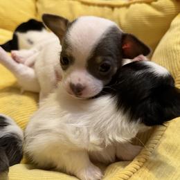 Bobby - Blue and white male Chihuahua puppy in Amity, Pennsylvania from Rhoda and Verna