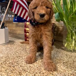 Lincoln - Apricot male Goldendoodle puppy in De Land, Florida from Rezapour Doodle Estate