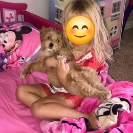 Yorkipoo and Yorkshire Terrier Puppies from Texas Yorkies and Yorkiepoos
