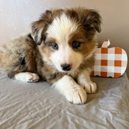 Aussiedoodle, Australian Shepherd, Bernedoodle, Cockapoo, and Poodle Puppies from Sis' Doodles & Poodles