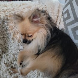 Pomeranian Puppies from Hemolele Poms