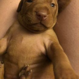 Vizsla Puppies from Six Hitch Farm