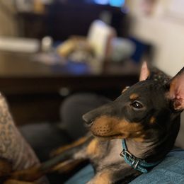Manchester Terrier Puppies from Go West Dogs