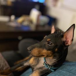 Manchester Terrier Puppies from Go West Dogs