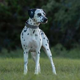 Dalmatians from Wonderland Dalmatians