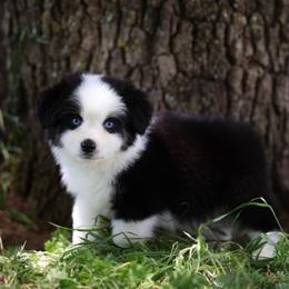 Francesca - Black tri female Miniature American Shepherd puppy in Duncan, Oklahoma from Sovereign Miniature American Shepherds